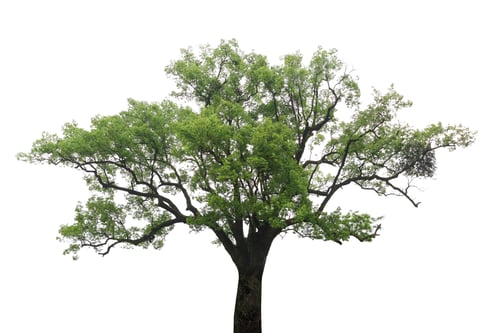 Preview: old camphor tree