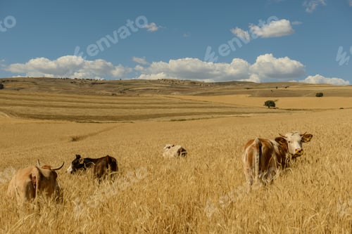 Preview: Gold wheat field. The idea of a rich harvest. Agriculture farm.