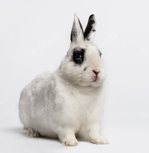 Preview: Rabbit (3 years old)