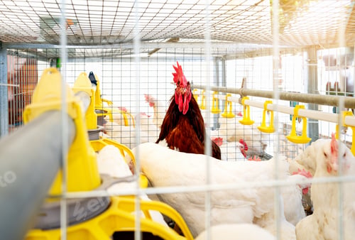 Preview: ISO brown rooster and Decalb white hens in a mobile cage in egg production poultry farm.