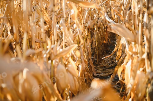 Preview: Agricultural field on which grow and change the color of ripe corn.