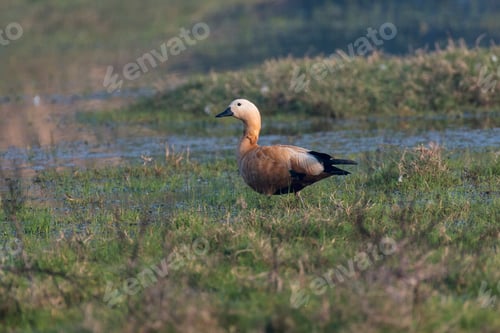 Preview: Ruddy shelduck