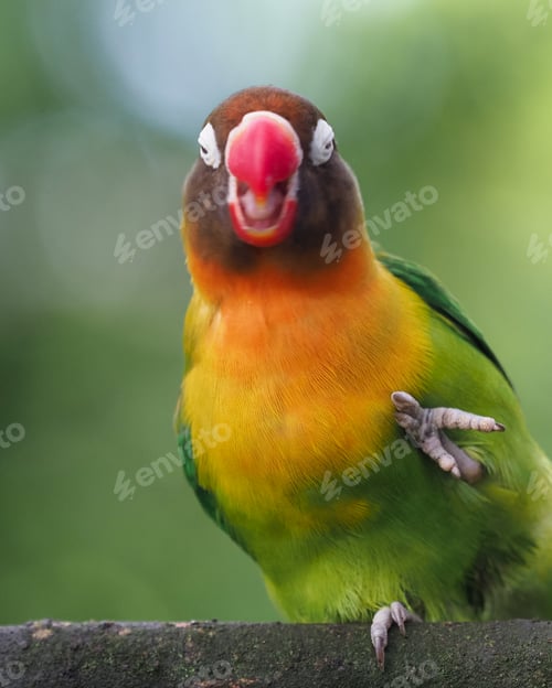 Preview: love bird