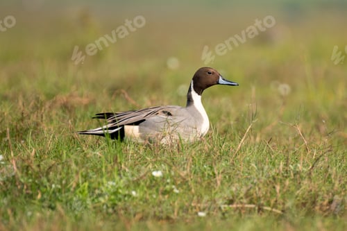 Preview: Northern pintail bird in the grass