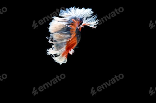 Preview: Beautiful colorful of siamese betta fish