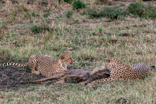 Preview: Cheetah Wildlife Wild Animas Maasai Mara National Game Reserve Kenya