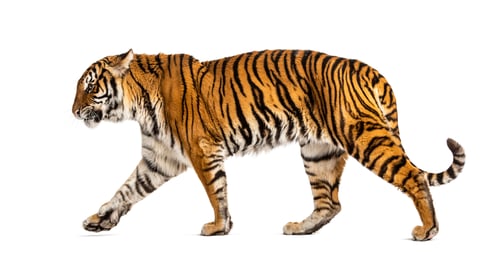 Preview: Tiger isolated