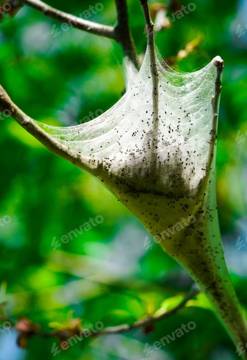 Preview: Close-up of a tent caterpillar nest in the spring