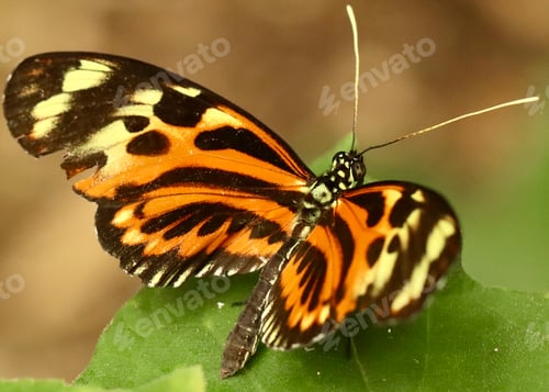 Preview: nature, wing, butterfly, insect, summer, green, macro, animal, beautiful, beauty, color, flower, ant