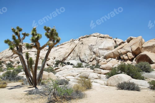 Preview: Boulders and joshua tree in Joshua Tree National Park