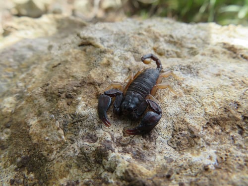 Preview: European black scorpion (Euscorpius flavicaudis) close-up