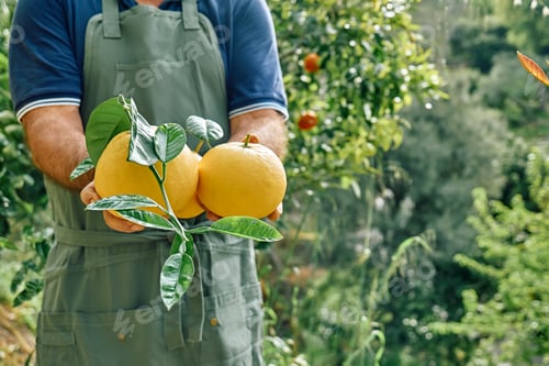 Preview: Gardener holding yellow ripe grapefruits in his hands during harvesting in citrus orchard.