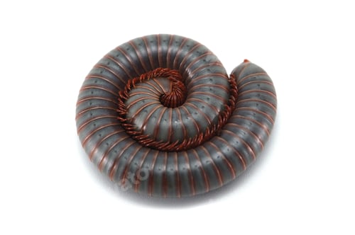 Preview: centipede millipede isolated on white background
