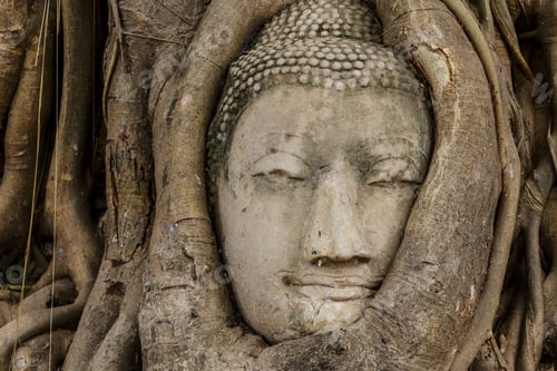 Preview: Buddha head in tree
