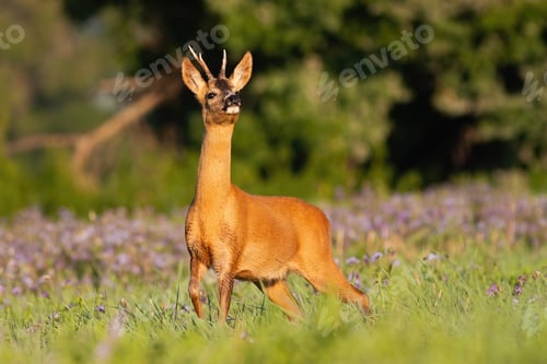 Preview: Wary roe deer buck sniffing on meadow full of wildflower in summer