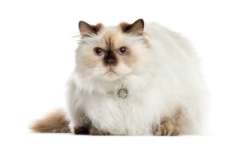 Preview: Mixed-breed cat, cat, pet, studio photography, cut out