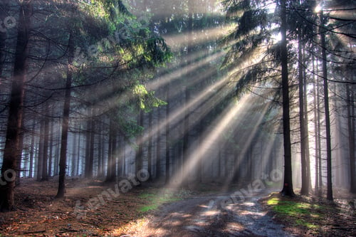 Preview: Sun rays in the morning forest