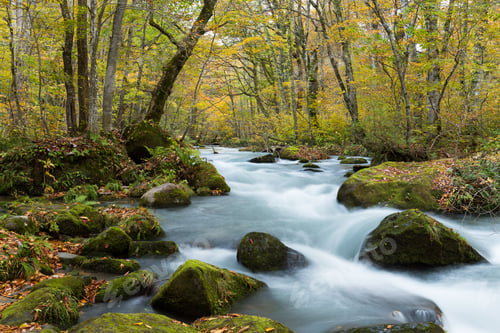 Preview: Oirase Gorge Stream in Autumn Red
