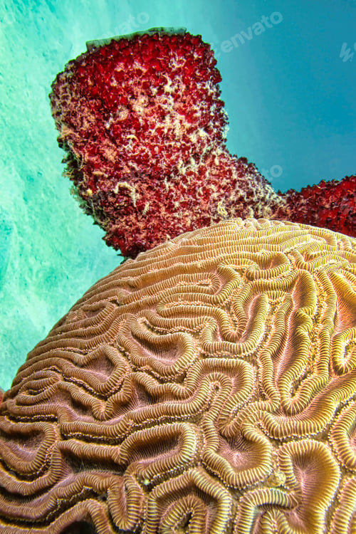 Preview: Brain coral, Isla de la Juventud, Cuba