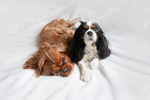 Preview: Two cute dogs relaxing together