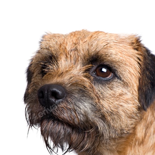 Preview: Border terrier