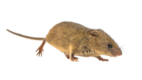 Preview: Cute harvest mouse isolated on white background