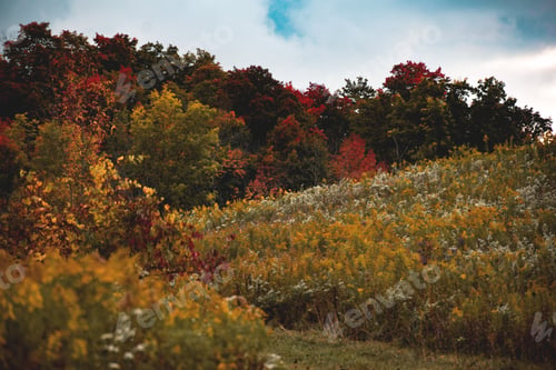 Preview: Colorful autumn nature landscape