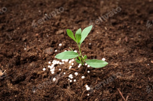 Preview: Green plant in soil with chemical fertilizer. Gardening season