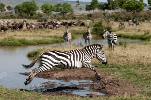 Preview: Zebra jumping (Equus quagga), Maasai Mara National Reserve, Rift Valley, Kenya, Africa