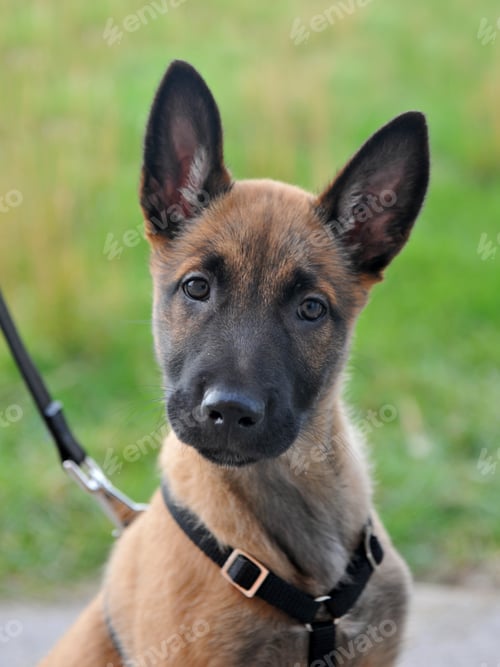 Preview: puppy malinois