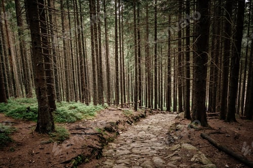 Preview: stone road in a coniferous forest in the mountains