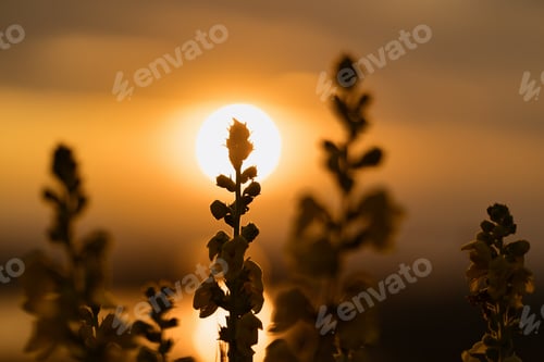 Preview: Sunset background for meditation