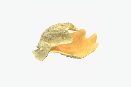 Preview: Conch shell with exposed interior