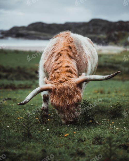 Preview: Scottish Highland calf in the field
