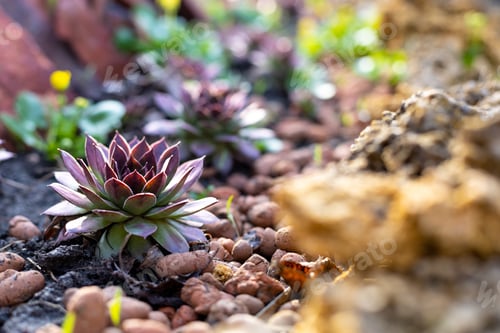 Preview: Red and green echeveria flower or stone rose growing in garden. Evergreen succulent in early spring
