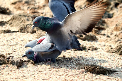 Preview: Closeup of a rock pigeons mating on the ground