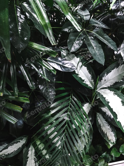 Preview: Fresh wet tropical leaves vertical background