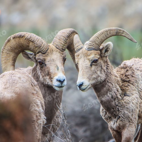 Preview: Long horn sheep in Yellowstone national park