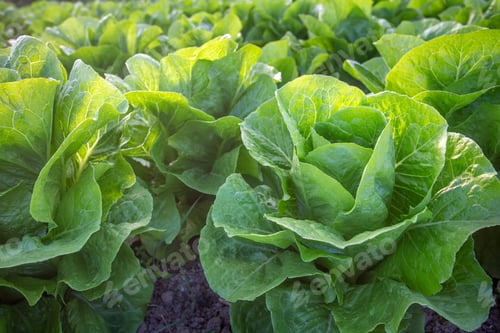 Preview: Fresh lettuce field, Antalya / Turkey
