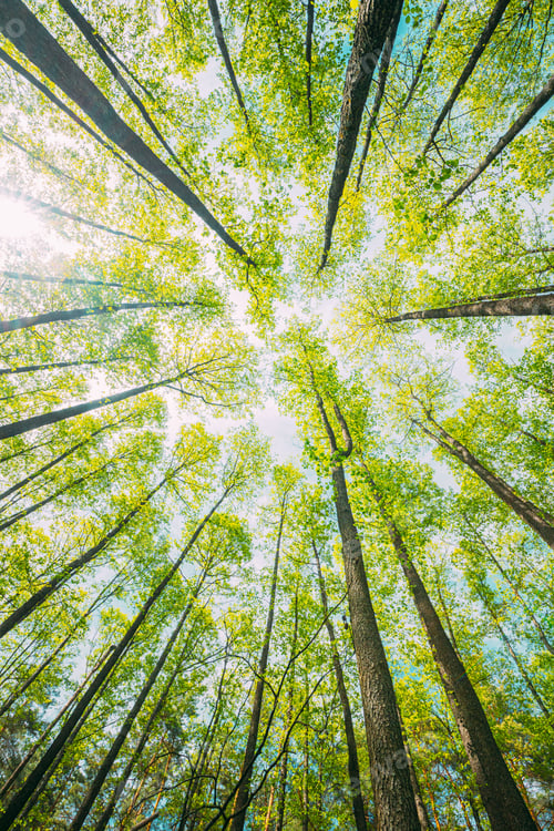 Preview: Looking Up In Beautiful Pine Deciduous Forest Trees Woods Canopy