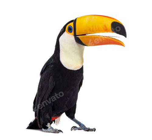 Preview: Toucan toco beak open, we can see its tongue, Ramphastos toco, i