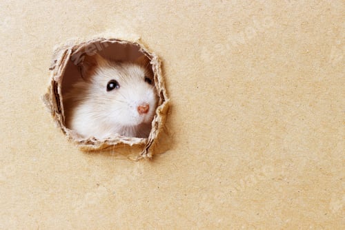 Preview: Adorable Hamster Peeks Through Hole in Cardboard