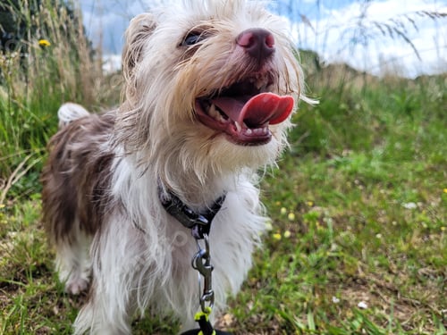 Preview: Cute shorkie in countryside panting from heat.