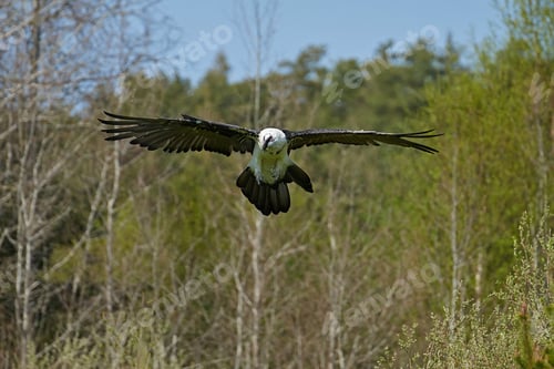 Preview: Bearded vulture (Gypaetus barbatus)