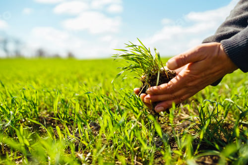 Preview: Young Green wheat seedlings in the hands of a farmer. Agronomist checks and explores sprouts of rye.