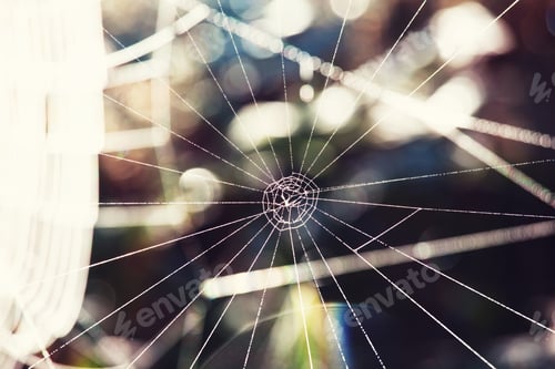 Preview: Spider web