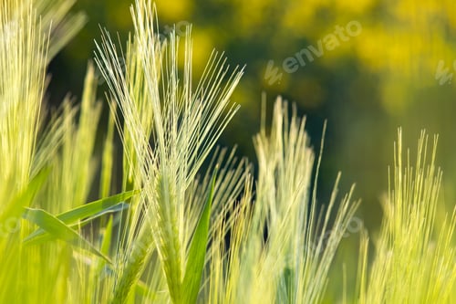 Preview: Close up of green wheat heads growing in agricultural field in spring