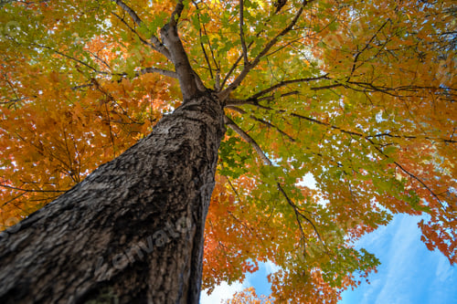 Preview: Colorful fall foliage in autumnal park. Yellow forest leaves landscape