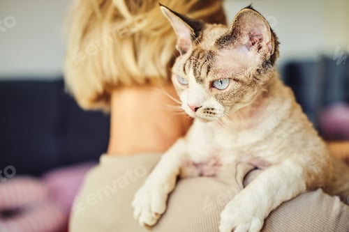 Preview: Sphynx Devon Rex cat close-up. Portrait of a pet.
