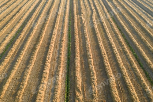 Preview: Field prepared for hay harvesting